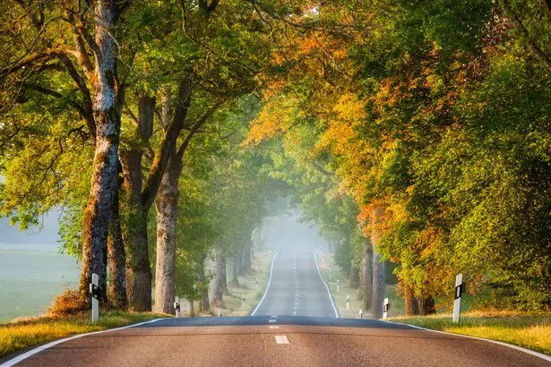 Herbstliche Baumallee mit einer Straße, die in die Ferne führt.